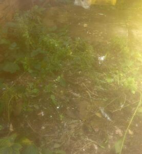 After rubbish removal
